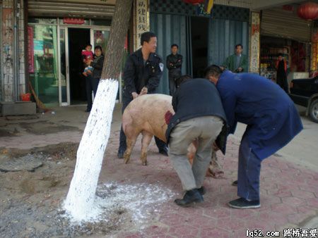 肥猪在公路上跳车逃跑引来十余路人争抢(图)