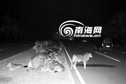 公路成放牛场？100多头黄牛半夜在公路上睡觉