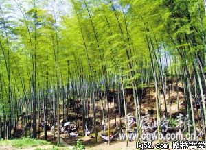 80余市民种下感恩林